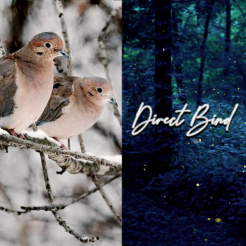 Mourning Doves Mated Pair, Spirit Companion, Direct Bind